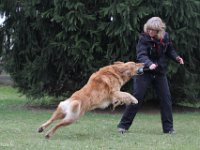 Bendix Obedience Workshop beim VdH Mauer 2016 (20)